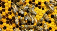 A méhek kommunikálása