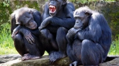 Hogyan tudnak állatok kommunikálni egymással?