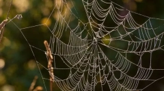 Hogyan vadászhatják a pókokat