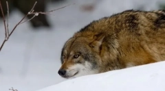 Milyen farkasok vadásznak?