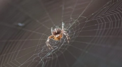 Spider weave webként?