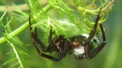 Mivel a pók-ezüst víz alatt lélegzik?