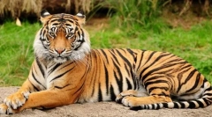 Hogyan különböznek a ragadozók és a növények megjelenése?