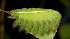 Hogyan kúszott mucanevoon caterpillars?