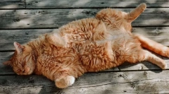 Hogy a macska izzad?