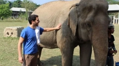 Mennyire megszelídített ázsiai elefánt