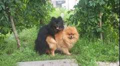 Hogyan lehet a kutyák kötése az első alkalommal: hogyan segíthet a háziállatoknak