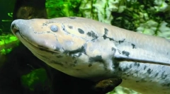 Hogyan fogják elveszteni a szárazság?