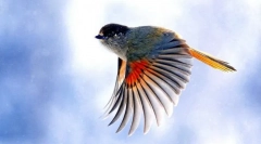 Mint a madarak repülnek?