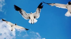 Mint a madarak, amelyek a levegőben vannak?