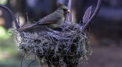 Mint a madarak fészket építenek?