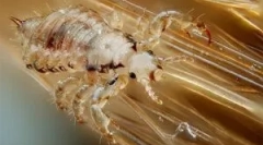 Hogyan lehet megszorozni, fejleszteni és átadni