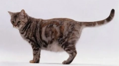 Hogyan adsz születést egy macska első alkalommal