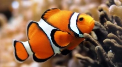 Hogyan úsznak a halak?