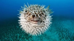 Hogyan védettek a halak