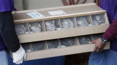 Mint a csincsillák otthon lettek