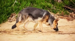 Mint egy kutya nyomot tart?