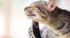 Milyen összefoglaló hibák és háziállatok?