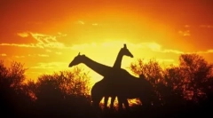 Hogyan alszik az állatok?