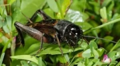 Hogyan vannak a kriklók aprítás: hang-helyreállítási törvények