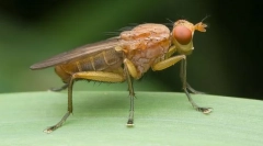 Hogy a tennica küzd a csigákkal?