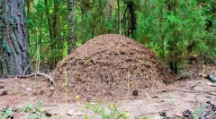 Hogyan rendezik az anthill?