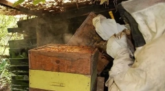 Hogyan van elrendezve a kaptár?