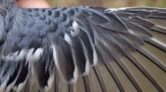 Hogyan van elrendezve a toll?