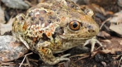 Hogyan rendezték a fokhagyma szemét?