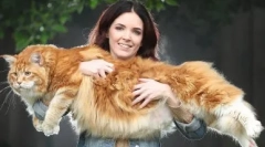 Hogyan szervezik meg a macskákat: érdekes tények az állatok külső és belső szerkezetéről