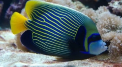 Hogyan viselkednek a víz-császárok vízben?