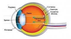 Hogyan láthatjuk a macskákat: a környező világ állatainak felfogása és jellemzői