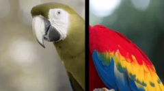 Hogyan látják a kutyák a világot