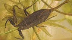 A víz skorpiója víz alatt lélegzik?