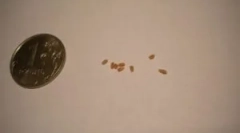 Mit nézel meg a férgek székletének elemzésénél