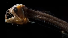 Mit néznek a legszebb tengeri lények (fotó)