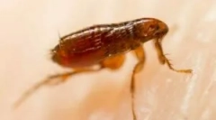 Mit néz ki a bluff egy emberen