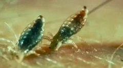 Milyen lice harapnak néz ki?