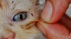 Hogyan lehet eltávolítani a bolhákat egy macskában otthon