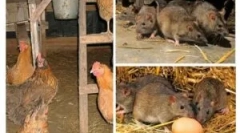 Hogyan vigye el a patkányokat a fészerbe?