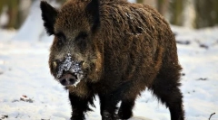 Hogyan élnek a vaddisznók?
