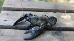 Hogyan kell élni a rákok és rákok