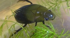Mint egy cipőbogár víz alatt lélegzik?