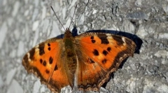 Hogyan lehet a téli pillangó?