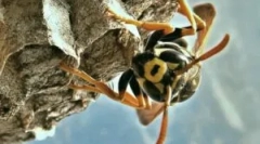 Milyen télen és a darazsak eszik?