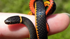 Hogy a kígyók mozognak anélkül, hogy lábuk lenne?