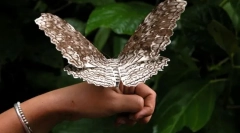 Milyen pillangó a legnagyobb?