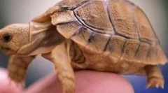 Mi a teknős a tiéd?