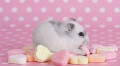 Milyen ételeket tiltott hörcsög?