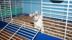 Melyik cellára van szükség a patkányhoz, méretben, hogy hogyan lehet